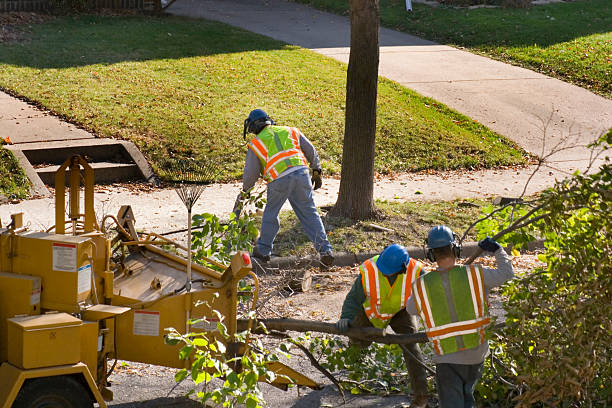 How Our Tree Care Process Works  in  Bellevue, OH